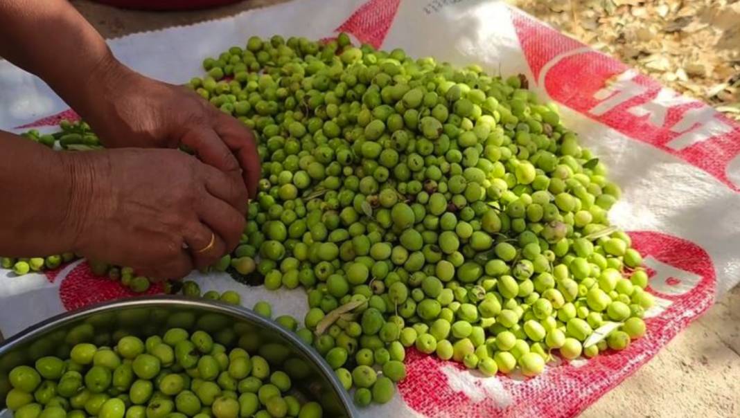 Yeşil Zeytin 1 Yıl Geçse Bile Bozulmuyor! Evde Yeşil Kırma Zeytin Nasıl Yapılır? İşte Püf Noktaları! Dikkat 4